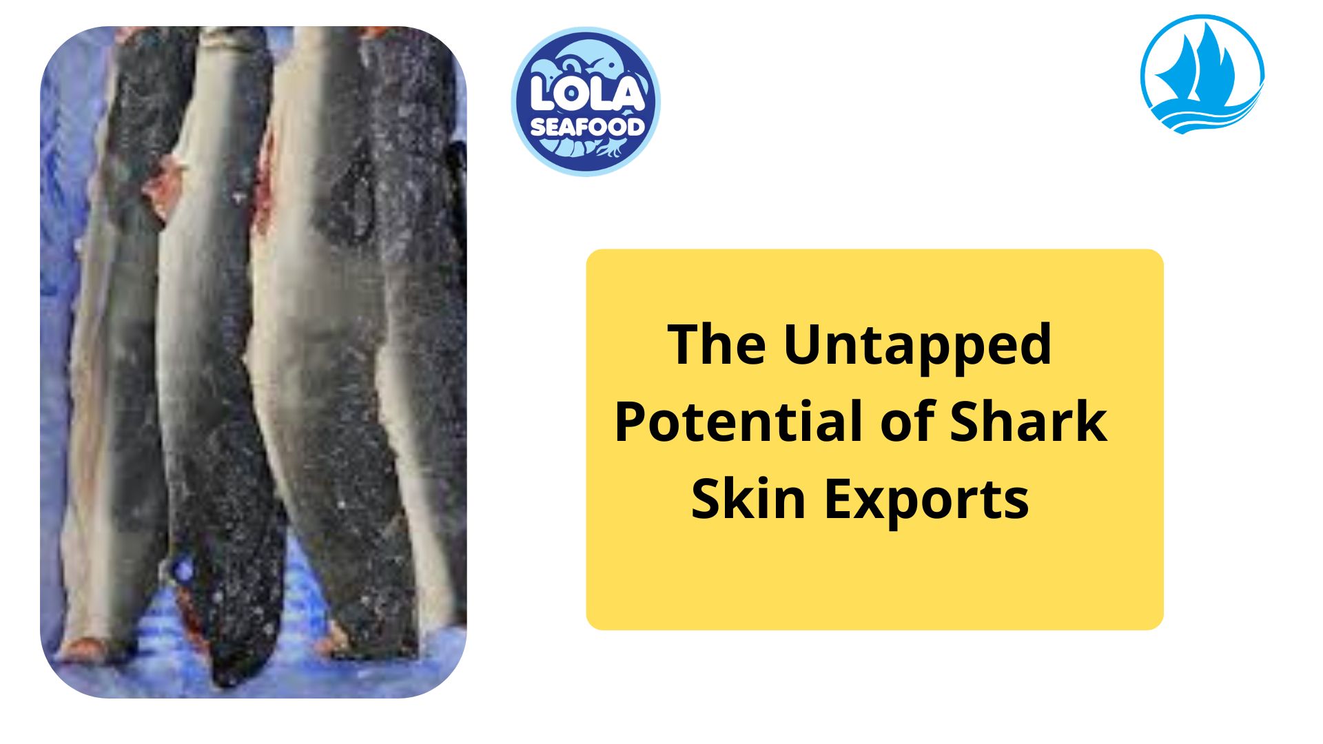 The Untapped Potential of Shark Skin Exports